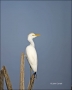Florida;Southeast-USA;Cattle-Egret;Egret;Bubulcus-ibis;one-animal;close-up;color